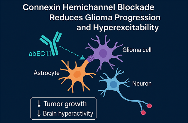 https://www.dfa.unipd.it/en/dettaglio/news/new-antibody-therapy-slows-glioblastoma-progression-and-reduces-tumor-induced-brain-hyperactivity/